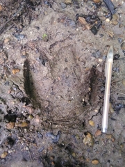 Tapirus terrestris
