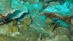 Synchiropus morrisoni