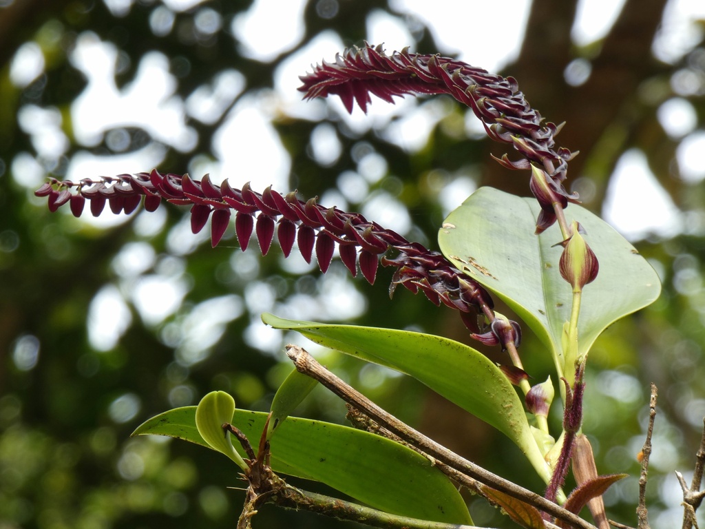 Stelis allenii