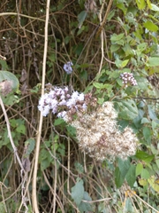 Aristeguietia lamiifolia