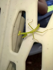 Stagmomantis carolina