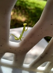 Stagmomantis carolina