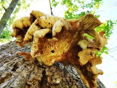 Pleurotus citrinopileatus