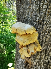 Pleurotus citrinopileatus