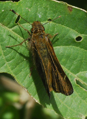 Ochlodes samenta