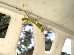 Stagmomantis carolina