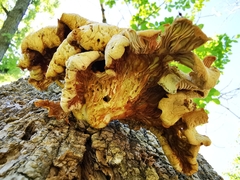 Pleurotus citrinopileatus
