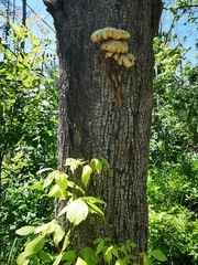Pleurotus citrinopileatus