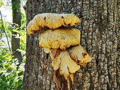 Pleurotus citrinopileatus