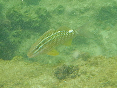 Parupeneus ciliatus