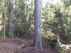 Eucalyptus longifolia