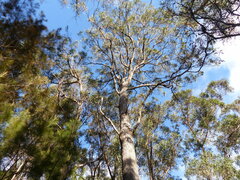 Eucalyptus longifolia