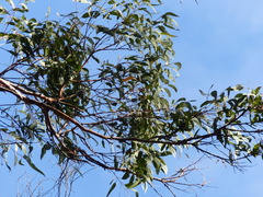 Eucalyptus longifolia