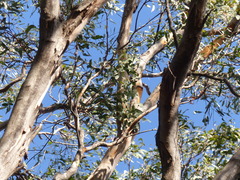 Eucalyptus longifolia