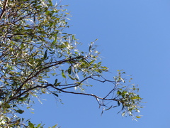 Eucalyptus longifolia