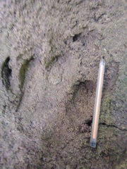 Tapirus terrestris
