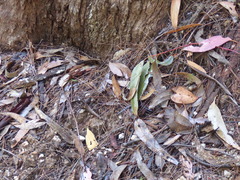 Eucalyptus longifolia