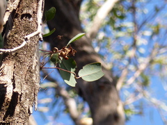 Eucalyptus longifolia