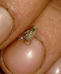 Terellia winthemi