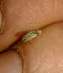 Terellia winthemi