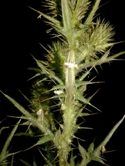 Terellia winthemi