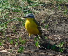 Motacilla flava beema