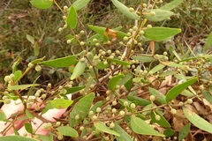 Acacia verniciflua