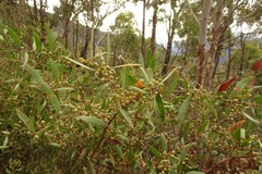 Acacia verniciflua