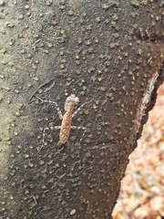 Liturgusa cayennensis