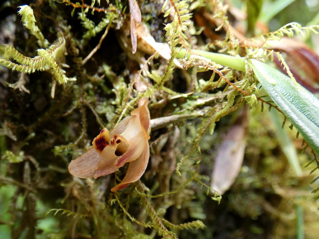 Maxillaria acostae
