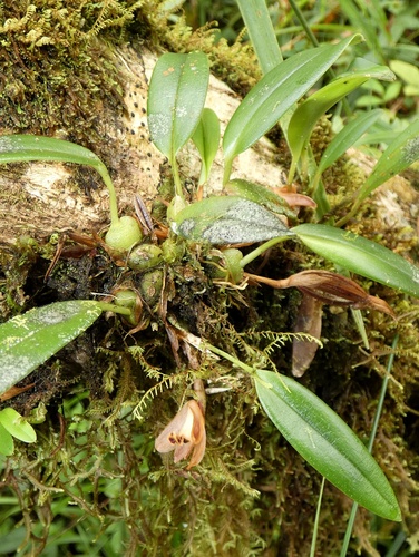 Image of Maxillaria Acostae (Maxillaria acostae) by (c) Kai Squires, some rights reserved (CC BY)