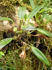 Maxillaria acostae