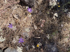 Brodiaea minor