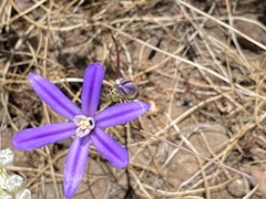 Brodiaea minor