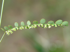 Phyllanthus pentaphyllus