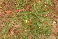 Acacia terminalis