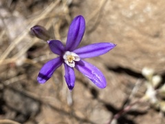 Brodiaea minor