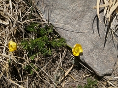 Ranunculus adoneus