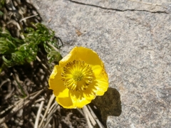 Ranunculus adoneus
