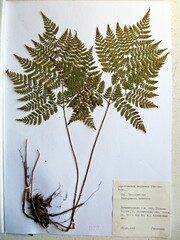 Dryopteris amurensis
