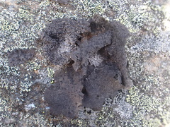 Umbilicaria proboscidea