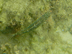 Halichoeres miniatus