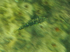 Halichoeres miniatus