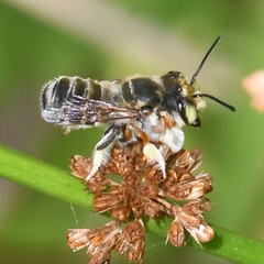 Megachile albitarsis