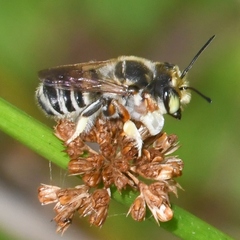 Megachile albitarsis