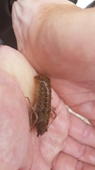 Austropotamobius pallipes