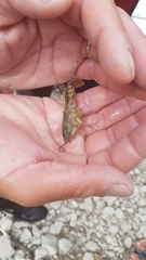 Austropotamobius pallipes