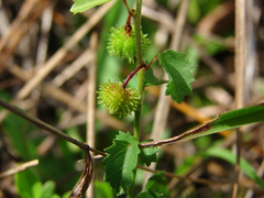 Ayenia euphrasiifolia