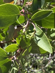 Arctostaphylos mewukka