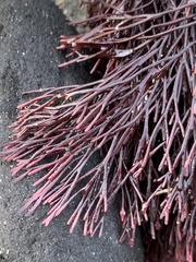 Melanthalia abscissa